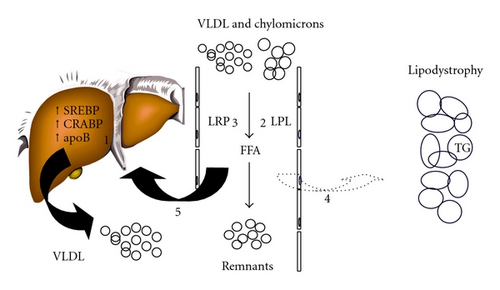 Details are in the caption following the image