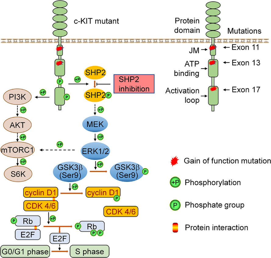 SHP2 inhibition and adjuvant therapy synergistically target KIT-mutant GISTs via ERK1/2-regulated GSK3β/cyclin D1 pathway