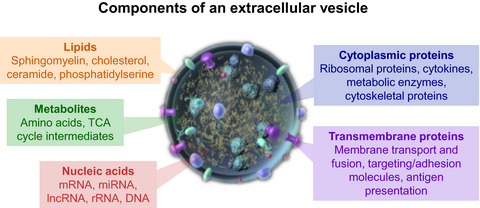 Extracellular vesicles as trans-genomic agents: Emerging roles in disease and evolution