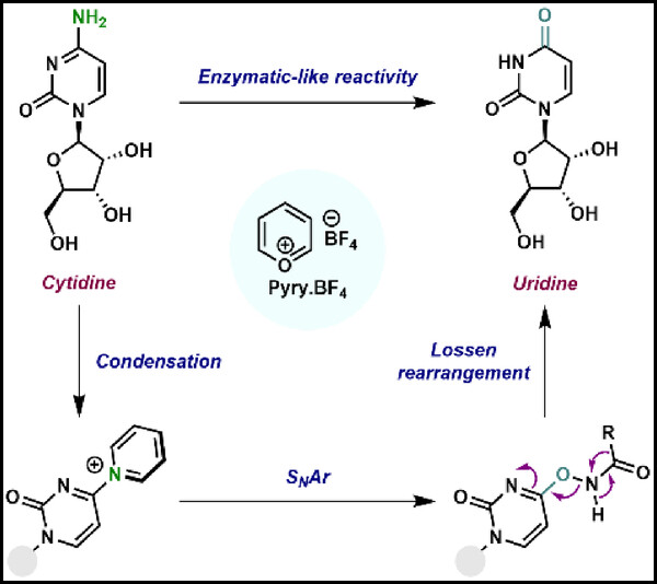 Bio-Inspired Deaminative Hydroxylation of Aminoheterocycles and Electron-Deficient Anilines