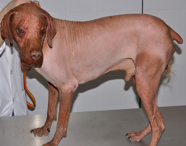 Alopecia areata universalis in a dog
