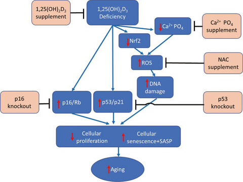 RETRACTED: 1,25-Dihydroxyvitamin D exerts an antiaging role by activation of Nrf2-antioxidant signaling and inactivation of p16/p53-senescence signaling