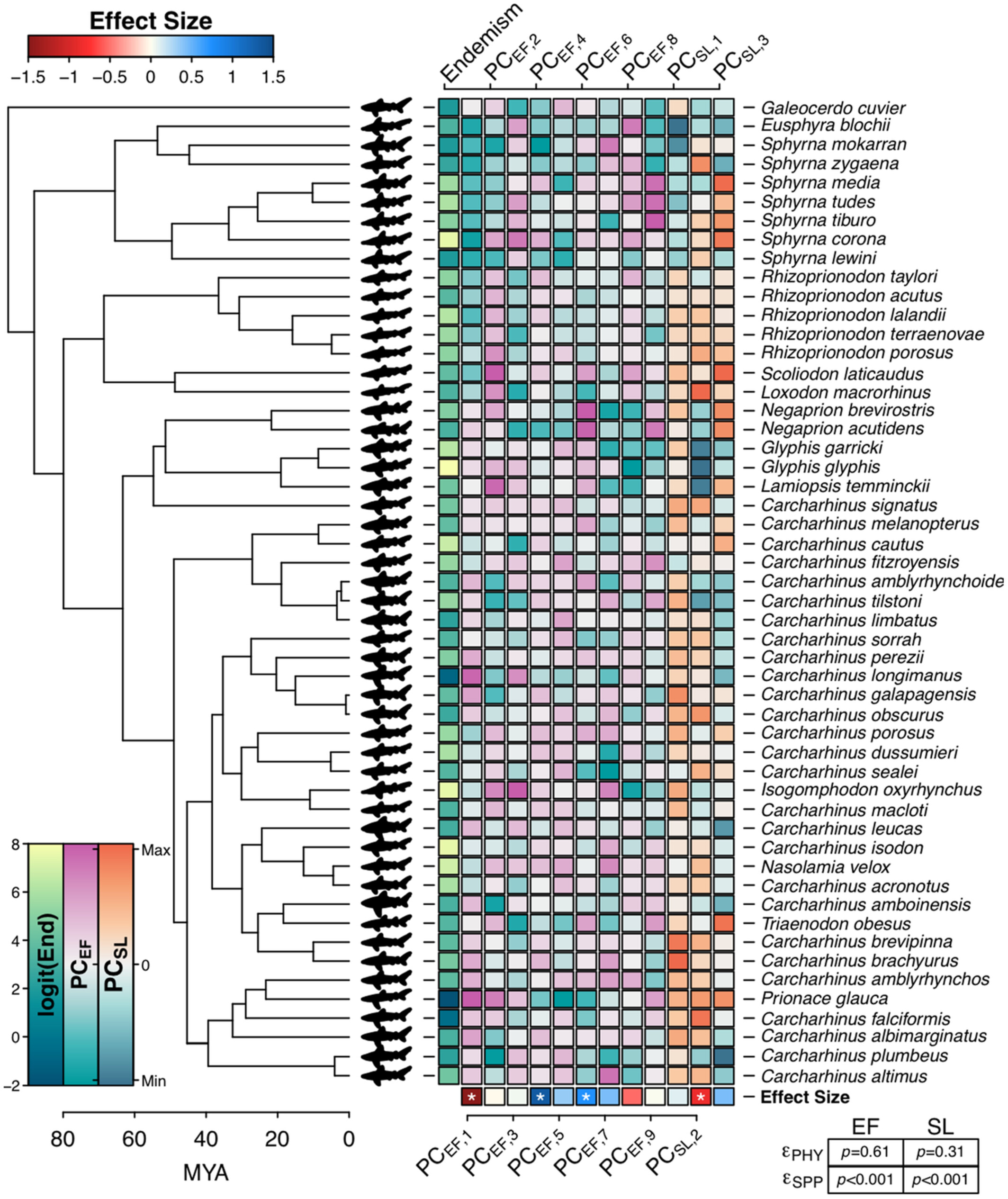 Using pictographs as traits to explore morphological diversity in sharks