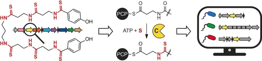 Reconstitution of Iterative Thioamidation in Closthioamide Biosynthesis Reveals Tailoring Strategy for Nonribosomal Peptide Backbones
