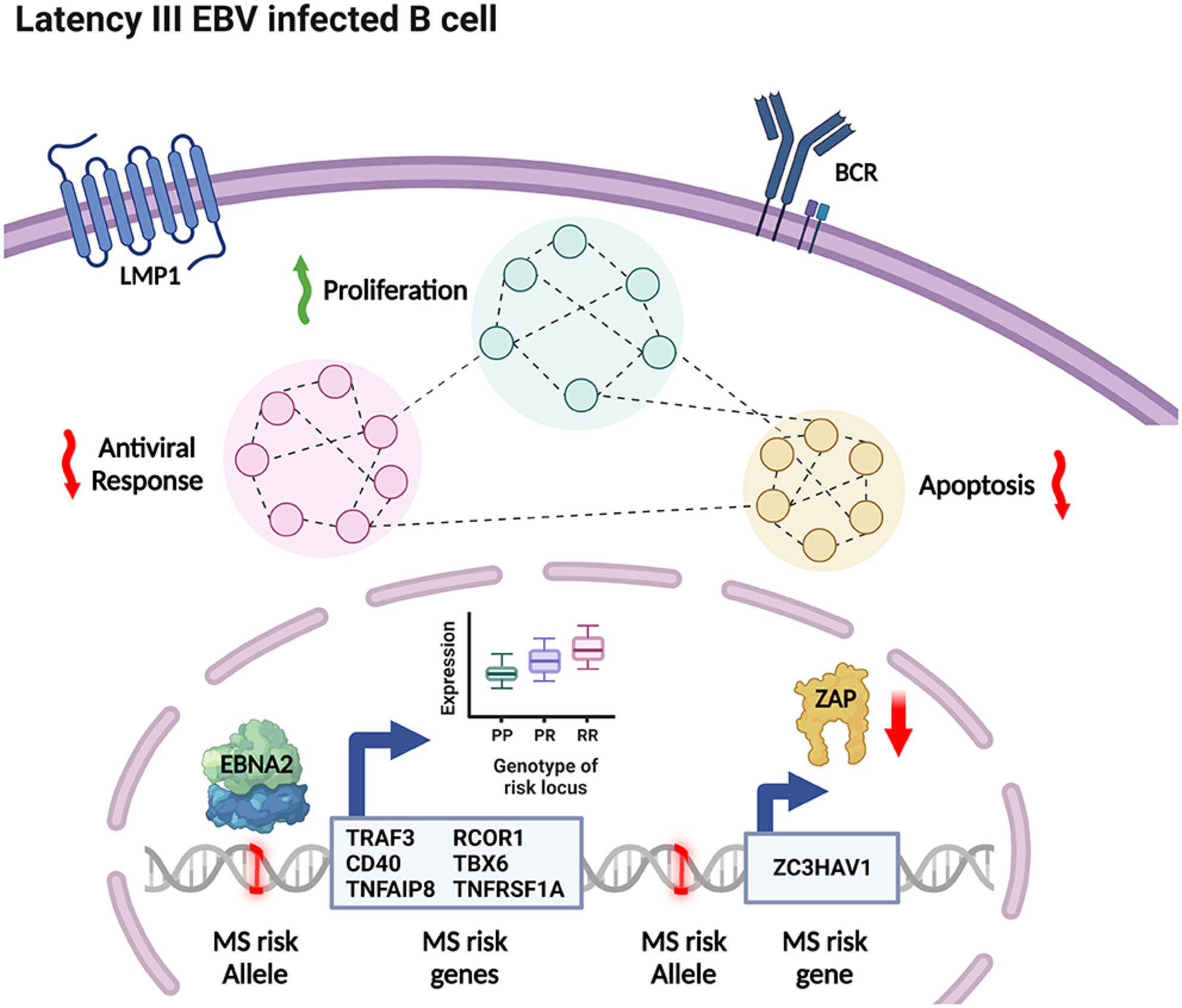 The interaction between Epstein–Barr virus and multiple sclerosis genetic risk loci: insights into disease pathogenesis and therapeutic opportunities Issue 6, 2023