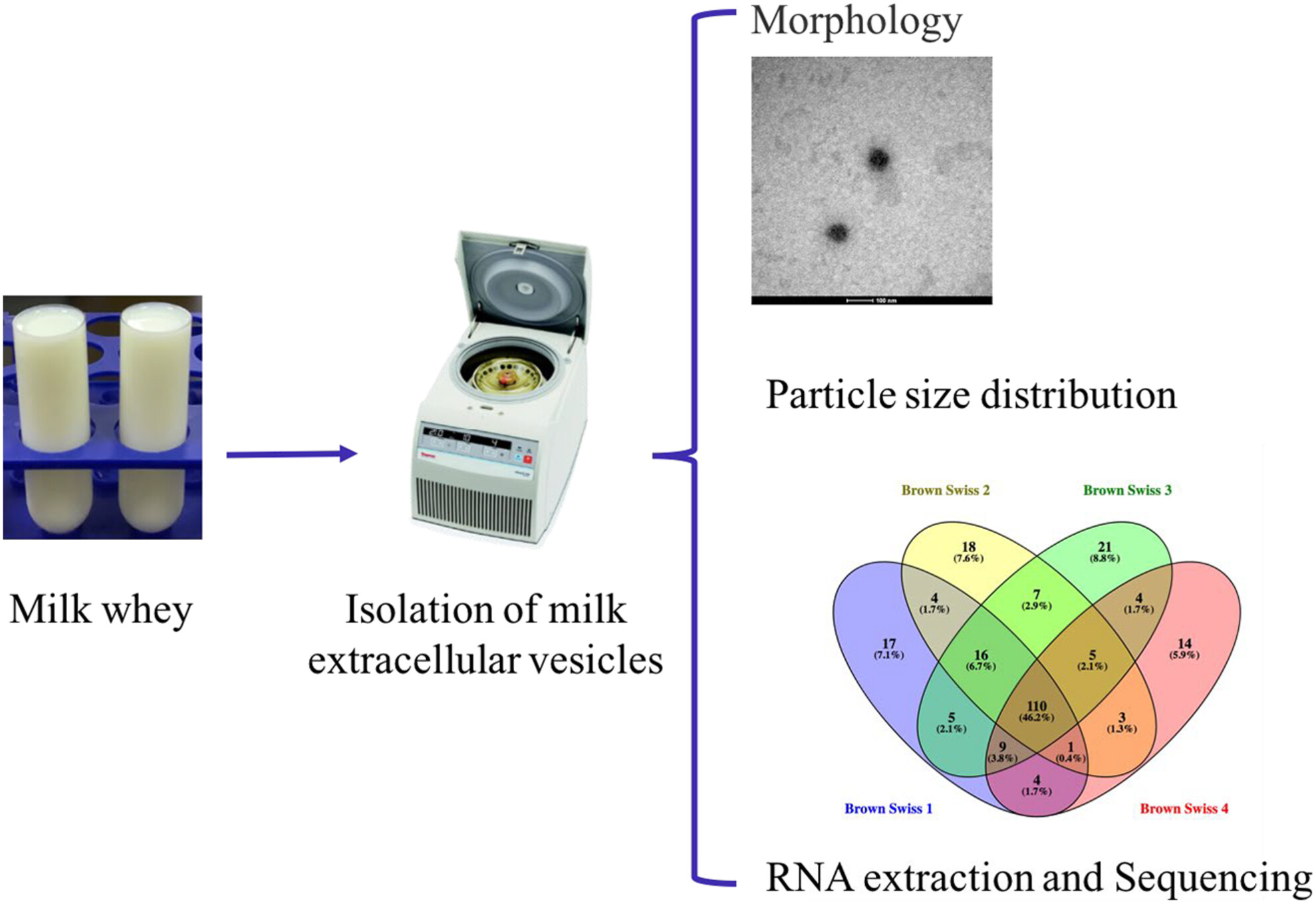 Characterisation of extracellular vesicles properties and miRNAs profiles in Brown Swiss milk