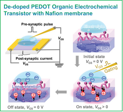 PEDOT:PSS-Based Prolonged Long-Term Decay Synaptic OECT with Proton-Permeable Material, Nafion