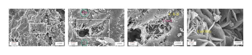 Details are in the caption following the image Details are in the caption following the image