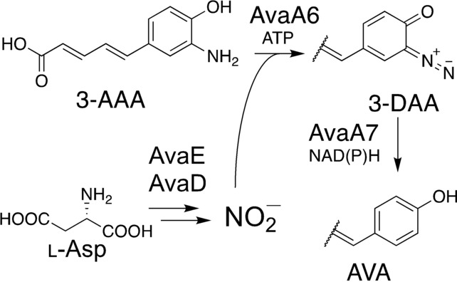 Bacterial Avenalumic Acid Biosynthesis Includes Substitution of an Aromatic Amino Group for Hydride by Nitrous Acid Dependent Diazotization