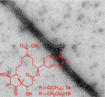 Design and Synthesis of 12-Aza-Epothilones (Azathilones)—“Non-Natural” Natural Products with Potent Anticancer Activity