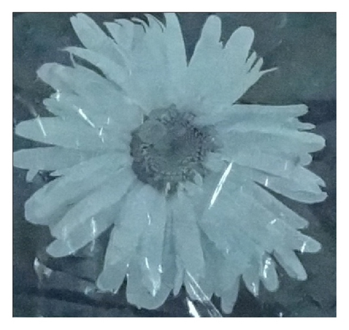 Details are in the caption following the image