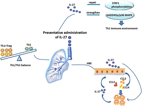 Preventative tracheal administration of interleukin-27 attenuates allergic asthma by improving the lung Th1 microenvironment