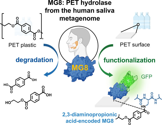 Discovery and Genetic Code Expansion of a Polyethylene Terephthalate (PET) Hydrolase from the Human Saliva Metagenome for the Degradation and Bio-Functionalization of PET