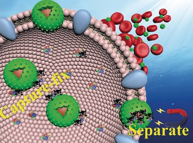 A Safe and Efficient Strategy for the Rapid Elimination of Blood Lead In Vivo Based on a Capture–Fix–Separate Mechanism