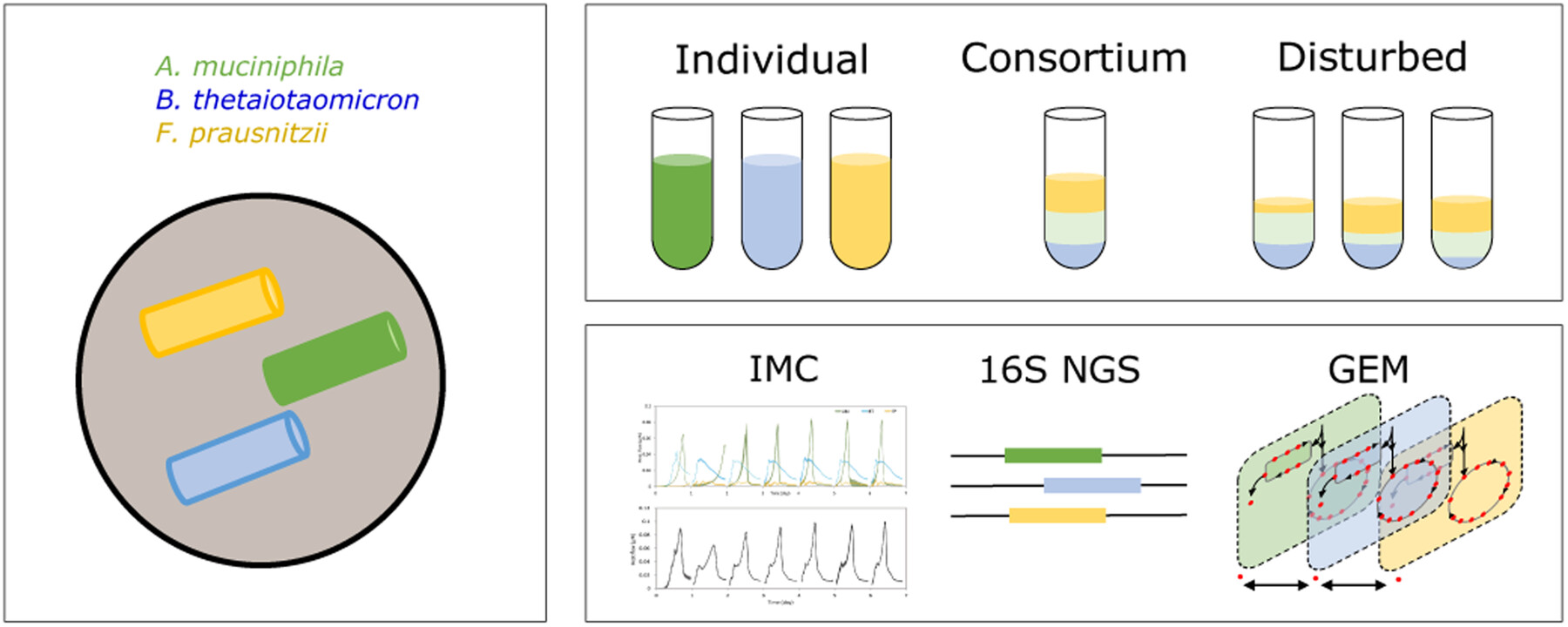 Exploring the resilience and stability of a defined human gut microbiota consortium: An isothermal microcalorimetric study