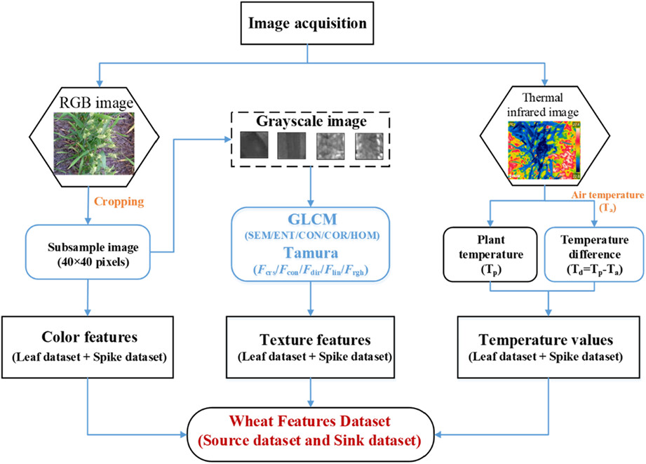 Estimation of grain yield in wheat using source–sink datasets derived from RGB and thermal infrared imaging