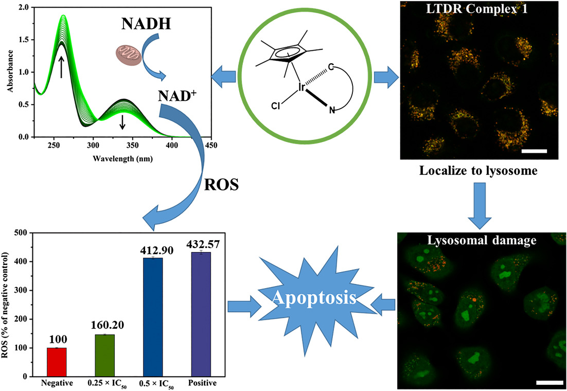 Triphenylamine and carbazole-modified iridiumIII 2-phenylpyridine complexes: Synthesis, anticaner application and targeted research