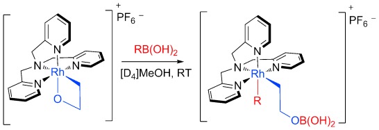 Strategy Towards Olefin Carbohydroxylation: Transmetalation of 2-Rhodaoxetanes with Organoboron Nucleophiles