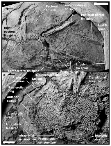 Details are in the caption following the image Details are in the caption following the image