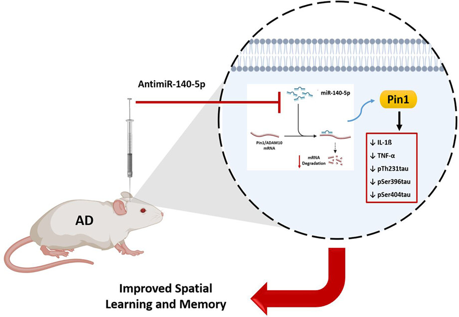 MicroRNA-140-5p inhibitor attenuates memory impairment induced by amyloid-ß oligomer in vivo possibly through Pin1 regulation