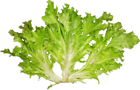 The upregulated LsKN1 gene transforms pinnately to palmately lobed leaves through auxin, gibberellin, and leaf dorsiventrality pathways in lettuce