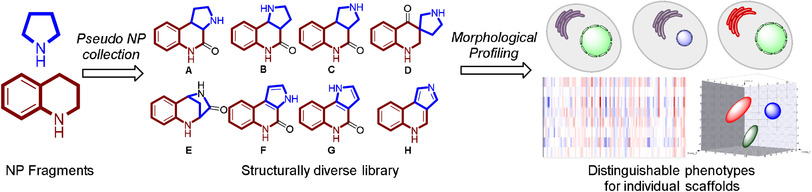 Design, Synthesis, and Biological Evaluation of Chemically and Biologically Diverse Pyrroquinoline Pseudo Natural Products