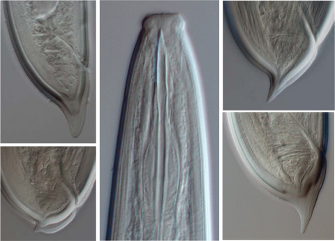 Phylogeny of the genus Aporcelinus Andrássy, 2009 (Nematoda: Dorylaimida: Aporcelaimidae) with description of two new species from Costa Rica