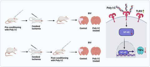 Pre- and post-conditioning with poly I:C exerts neuroprotective effect against cerebral ischemia injury in animal models: A systematic review and meta-analysis