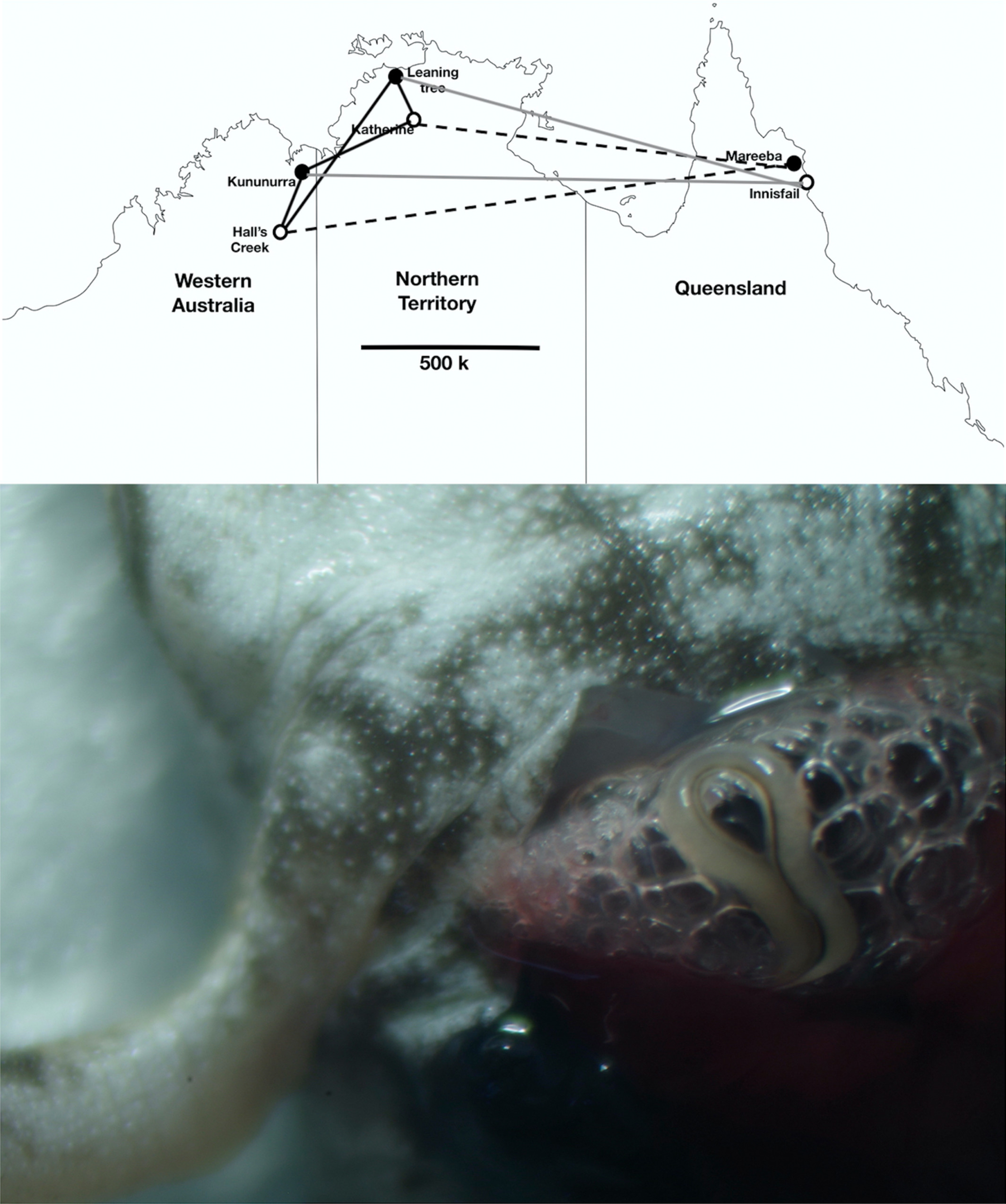 Divergence in host–parasite interactions during the cane toad's invasion of Australia