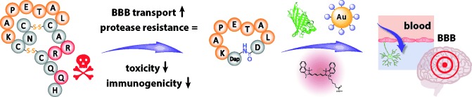 MiniAp-4: A Venom-Inspired Peptidomimetic for Brain Delivery