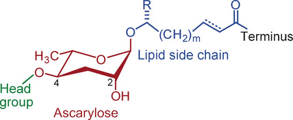 Biosynthesis of Modular Ascarosides in C. elegans