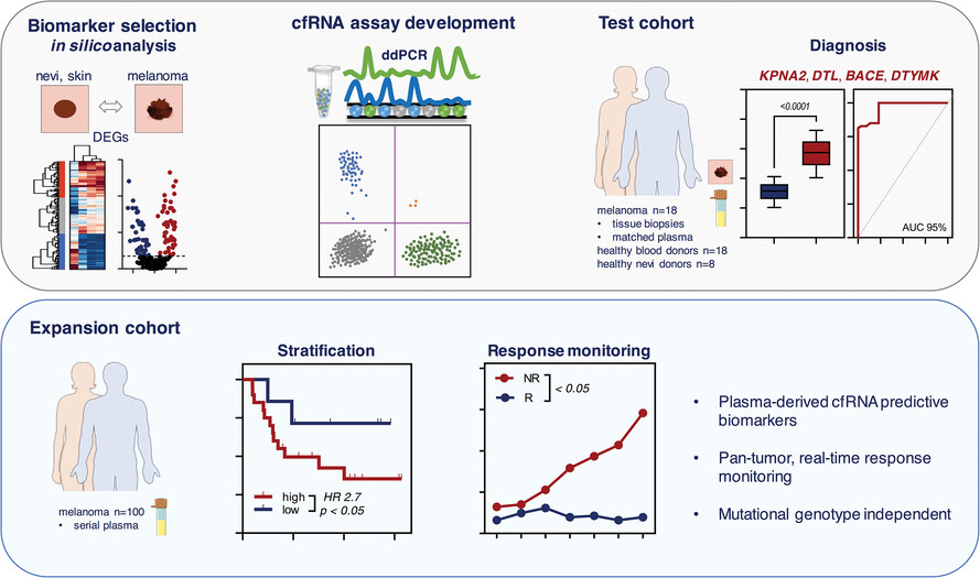 Circulating cell-free messenger RNA enables non-invasive pan-tumour monitoring of melanoma therapy independent of the mutational genotype