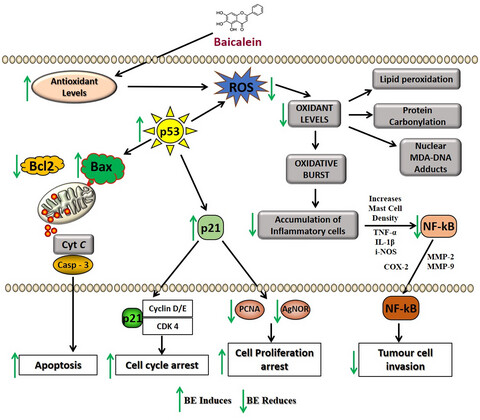 Baicalein: A review on its anti-cancer effects and mechanisms in lung carcinoma