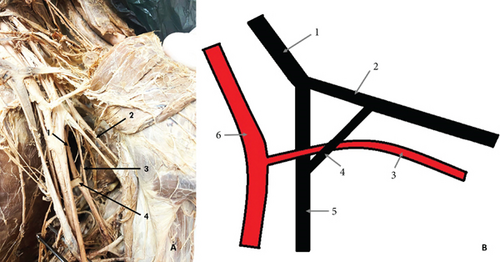 Details are in the caption following the image Details are in the caption following the image