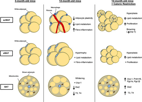 Long-term caloric restriction ameliorates deleterious effects of aging on white and brown adipose tissue plasticity
