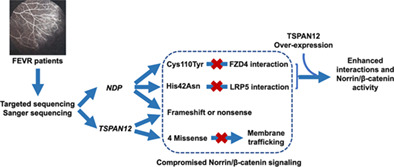 A comprehensive functional analysis on the pathogenesis of novel TSPAN12 and NDP variants in familial exudative vitreoretinopathy