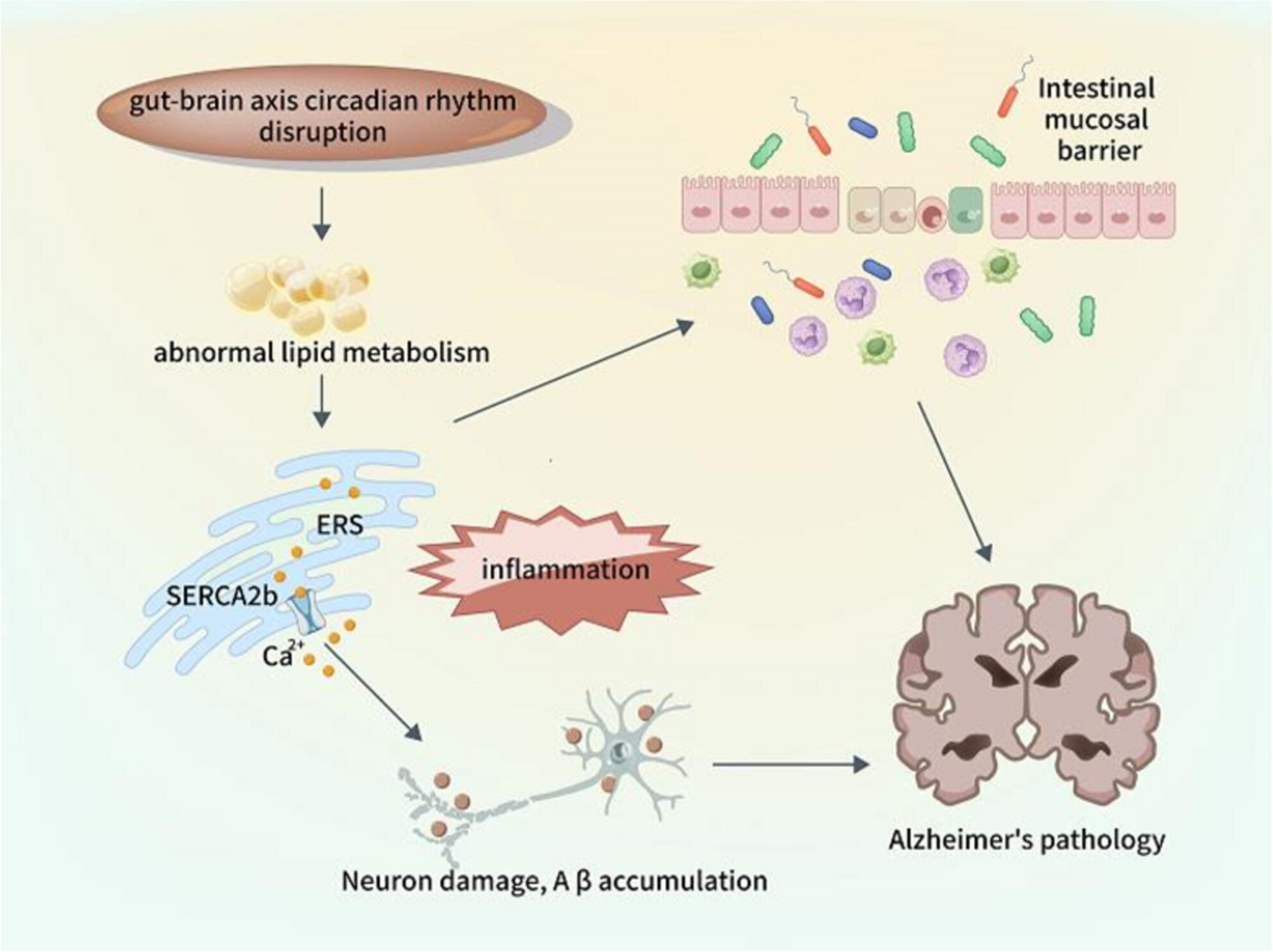 Linking Circadian Rhythms to Gut-Brain Axis Lipid Metabolism Associated With Endoplasmic Reticulum Stress in Alzheimer's Disease