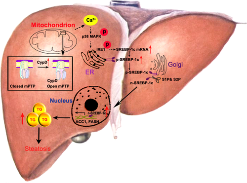 Details are in the caption following the image Details are in the caption following the image