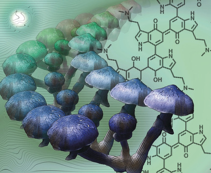 Injury-Triggered Blueing Reactions of Psilocybe “Magic” Mushrooms