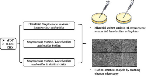 Disinfection of Cariogenic Pathogens in Planktonic Lifestyle, Biofilm and Carious Dentine with Antimicrobial Photodynamic Therapy