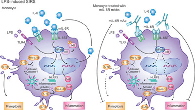 Blockade of mIL-6R alleviated lipopolysaccharide-induced systemic inflammatory response syndrome by suppressing NF-κB-mediated Ccl2 expression and inflammasome activation