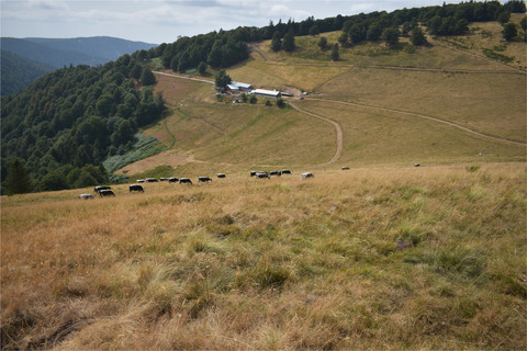 Environment and Climate in the Common Agricultural Policy Environnement et climat dans la Politique Agricole Commune Umwelt und Klima in der Gemeinsamen Agrarpolitik Issue 1, 2019
