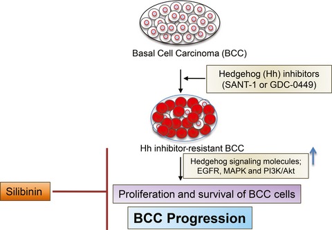 Silibinin Treatment Inhibits the Growth of Hedgehog Inhibitor-Resistant Basal Cell Carcinoma Cells via Targeting EGFR-MAPK-Akt and Hedgehog Signaling