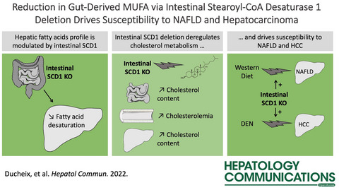 Reduction in gut-derived MUFAs via intestinal stearoyl-CoA desaturase 1 deletion drives susceptibility to NAFLD and hepatocarcinoma