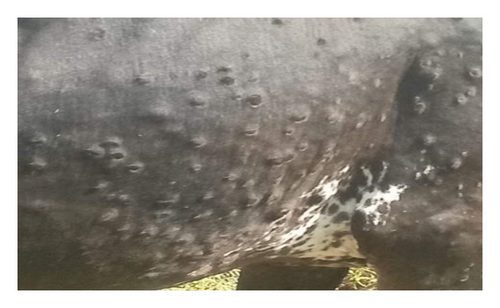 Details are in the caption following the image Details are in the caption following the image