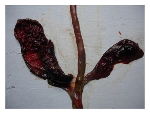 Details are in the caption following the image Details are in the caption following the image