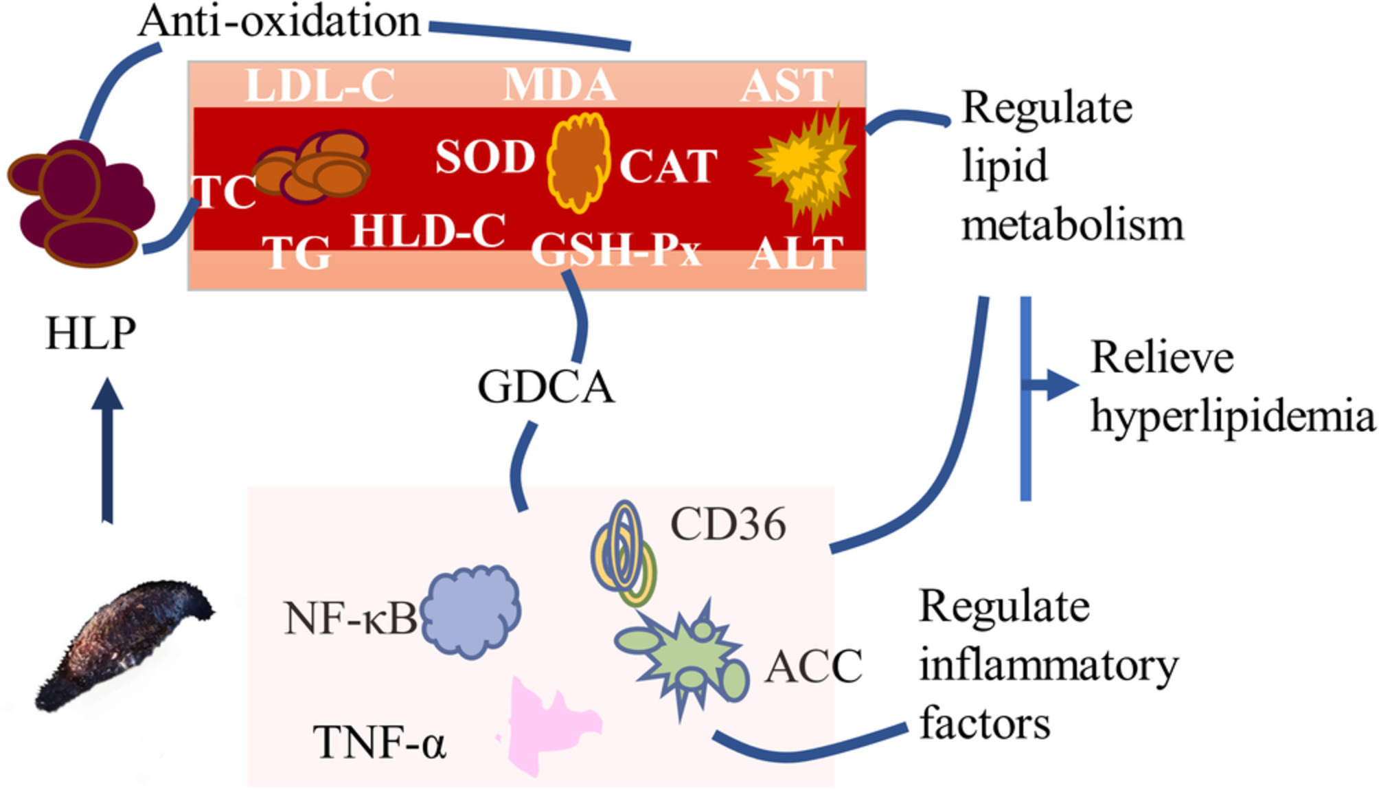 Holothuria Leucospilota polysaccharides alleviate hyperlipidemia via alteration of lipid metabolism and inflammation-related gene expression