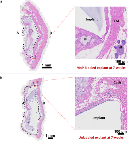 Details are in the caption following the image Details are in the caption following the image