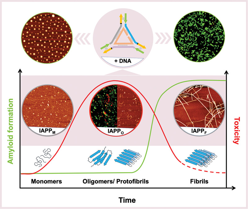 DNA nanostructures prevent the formation of and convert toxic amyloid proteospecies into cytocompatible and biodegradable spherical complexes Issue 3, 2024