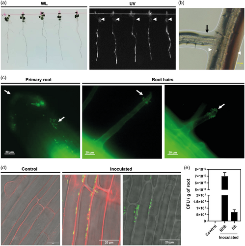 Details are in the caption following the image Details are in the caption following the image